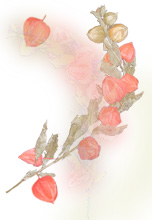 QDigital Imagaing, photograpy by Margaret Watson